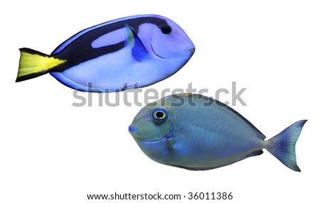 Tropical reef fish - Surgeonfish - collection isolated on white background