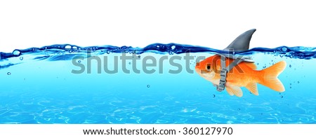 Small Fish With Ambitions Of A Big Shark - Business Concept
 Royalty-Free Stock Photo #360127970