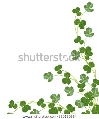 leaf clover on white background. Green foliage