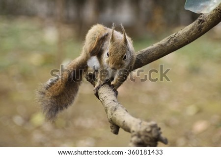 Squirrel scratching it's back on the twig.