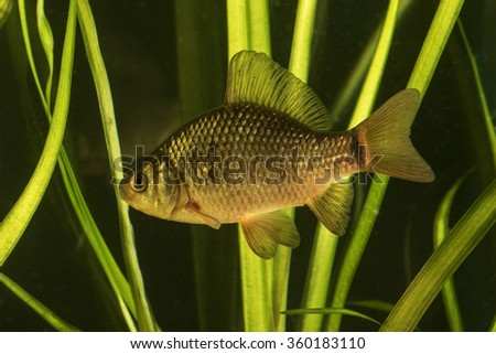 Crucian carp fish swimming  in the pond Royalty-Free Stock Photo #360183110