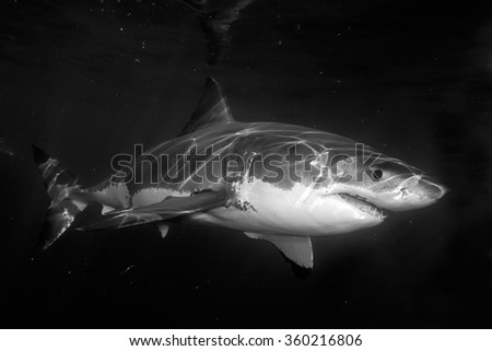 Great White shark while coming to you on deep blue ocean background in black and white
