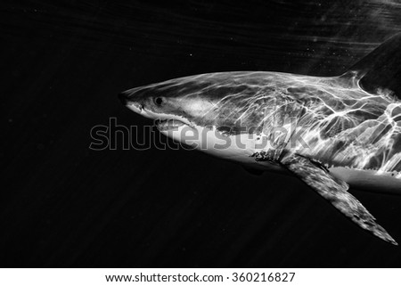 Great White shark while coming to you on deep blue ocean background in black and white