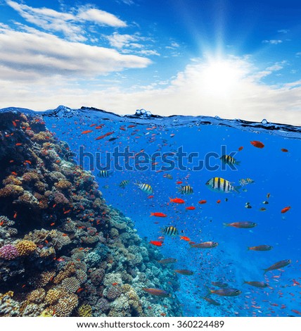 Underwater coral reef with horizon and water waves