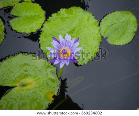 image of a lotus flower in a pond in city park, dew drop on leaf