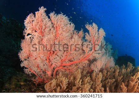 Coral reef fish underwater in sea ocean