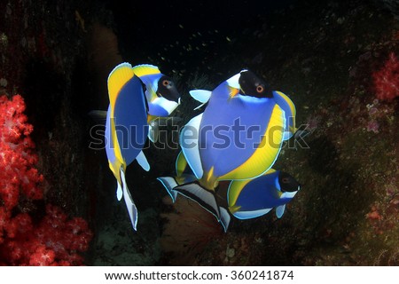 Coral reef fish underwater in sea ocean