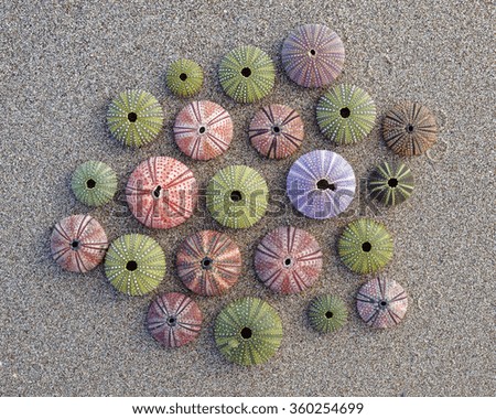 various colorful sea urchins and shells on the beach