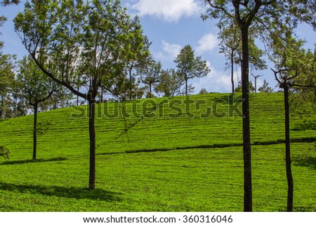 tea garden 