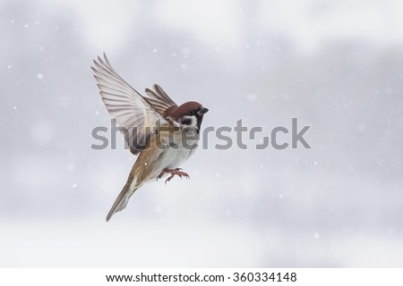 a Sparrow flies in the sky, along with snowflakes in the winter in the Park Royalty-Free Stock Photo #360334148