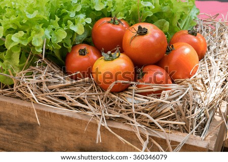 fresh tomatoes and Hydroponic vegetables in a wooden crate 