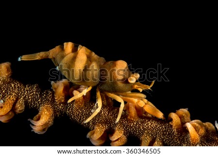 Underwater picture of Whip Coral Shrimp