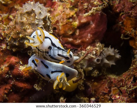Underwater picture of Chromodoris dianae Nudibranch, Sea Slug, Mating