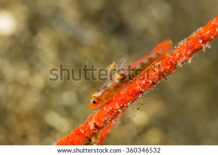 Underwater picture of Parasites in Whip Goby on Gorgonian Coral