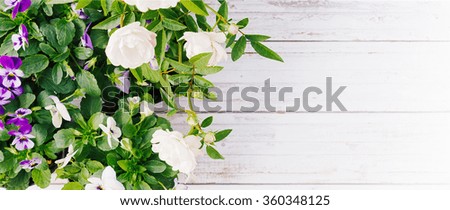 Fresh violets and white roses in pots on the white rustic wooden background. Wedding decoration. 