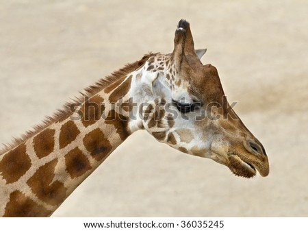 Close-up of a giraffe's face