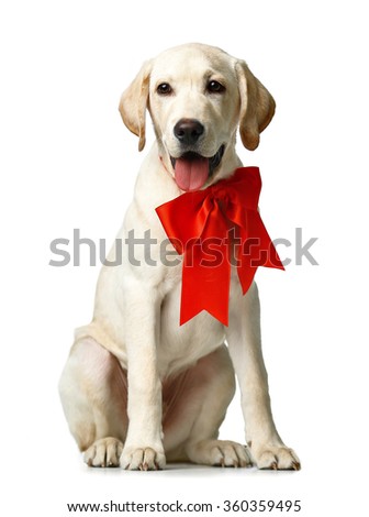 Beautiful Labrador retriever with red bow isolated on white background