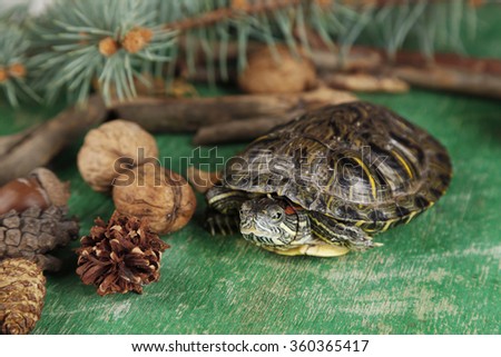 Turtle with acorn and autumn leaves on green background