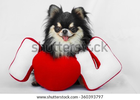 chihuahua dog sitting on white background with a heart