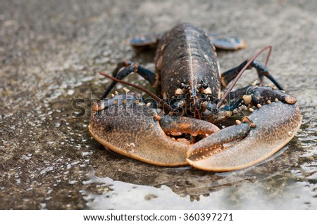 Live european lobster or conmmon lobster on wet stone. Selective focus. (Homarus gammarus)  Royalty-Free Stock Photo #360397271