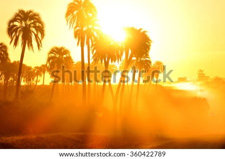 Standalone trees during a very hot summer. Royalty-Free Stock Photo #360422789