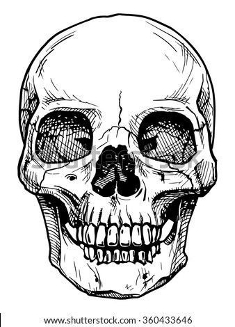 Vector black and white illustration of  human skull with a lower jaw in ink hand drawn style.