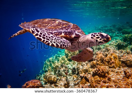 Hawksbill Turtle - Eretmochelys imbricata floats under water. Maldives Indian Ocean coral reef. Royalty-Free Stock Photo #360478367