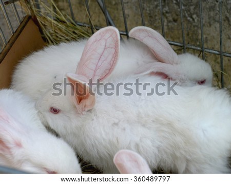 Rabbits on animal farm in rabbit-hutch       