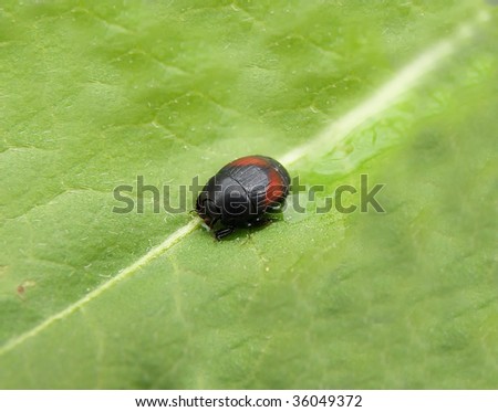 nice detail of a black beetle on green plant Royalty-Free Stock Photo #36049372