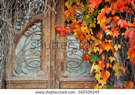 Vintage door in the overgrown with wild grapes 