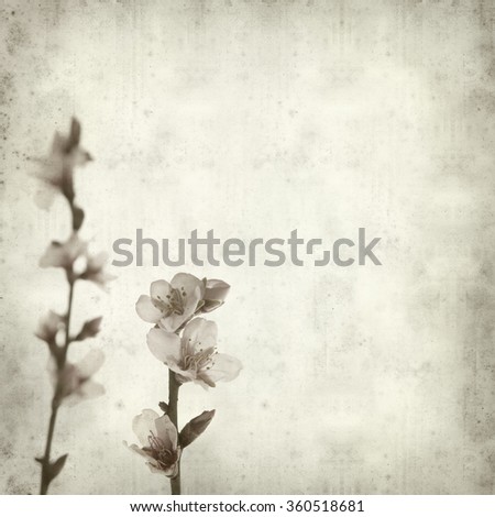 textured old paper background with almond blossoms