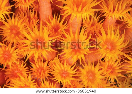 Colorful texture of cup corals