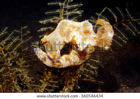 Nudibranch, Ceratosoma tenue on a hydroid. Tulamben, Bali, Indonesia. 