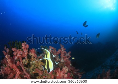 Coral reef with tropical fish (Moorish Idols) underwater sea ocean