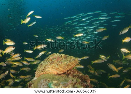 Scorpionfish with snapper and barracuda fish in background