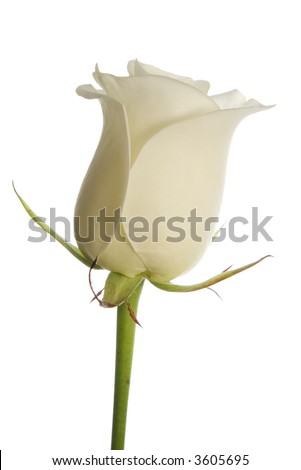 creamy white rose on white background, isolated with clipping path.