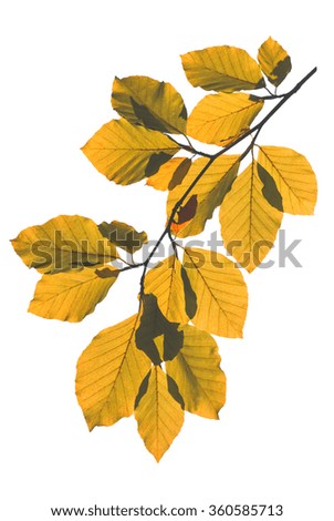 Beech branch with autumn leaves isolated on white background
