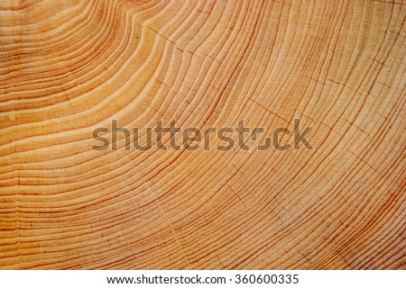 Wood texture of cut tree trunk, close-up
 Royalty-Free Stock Photo #360600335