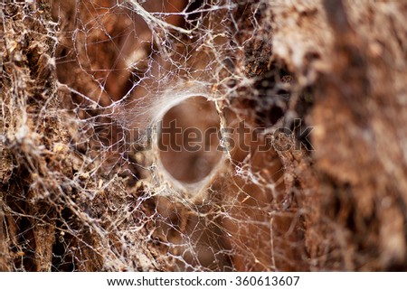 Large Spider Web spun around tree trunk and bark