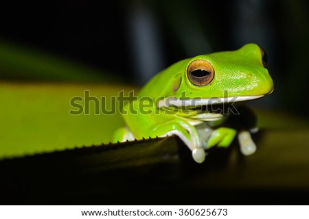 White Lipped Green Tree Frog  Royalty-Free Stock Photo #360625673