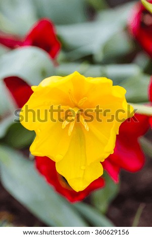 Tulips flower 