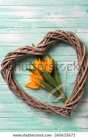 Fresh  tulips flowers  and decorative heart on turquoise painted wooden planks. Selective focus.  St. Valentines or love concept.
