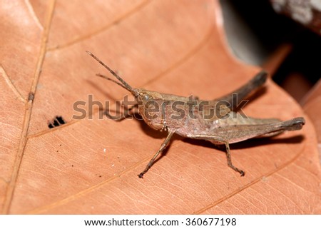 A grasshopper on dry leaf
