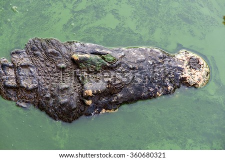 illustration with a big head of a crocodile in water.