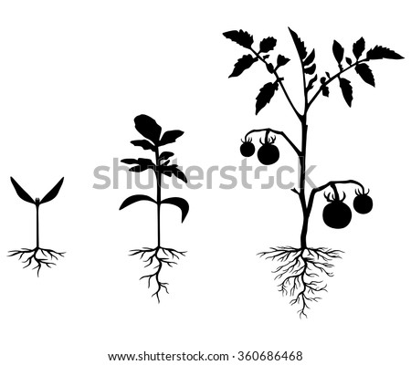 Vector illustrations of Set of silhouettes of tomato plants at different stages Royalty-Free Stock Photo #360686468