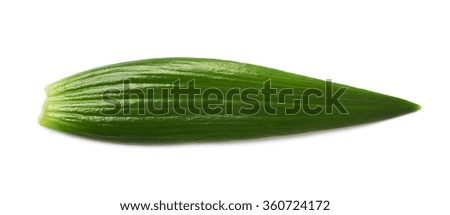 Single green chrysanthemus leaf isolated