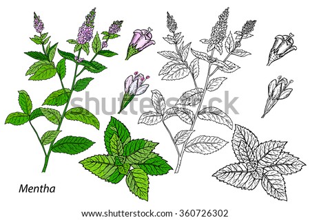Mentha. Common mint. Vector mint illustration. Hand drawn mint. Mint branch.  medicinal plants Royalty-Free Stock Photo #360726302