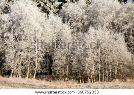 Winter background. Delicate birch tree twigs in hoarfrost and snow by early morning.