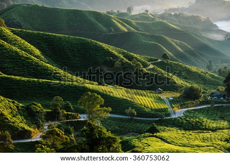 Tea plantation Cameron highlands, Malaysia Royalty-Free Stock Photo #360753062