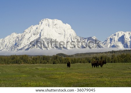 A picture of the Tetons with buffalo.